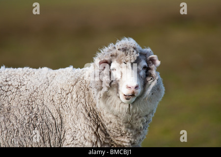 Domestic Sheep Hausschaf Ovis orientalis aries, Volunteer Point, Falkland Islands ewe Stock Photo