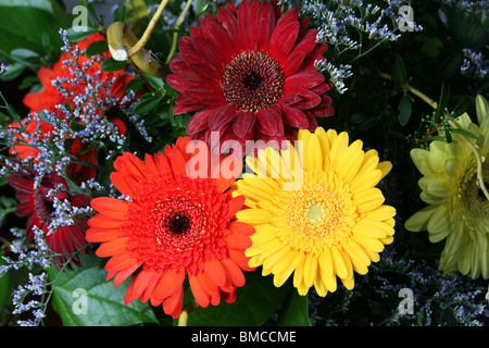 Gerberas of the sunflower family. Stock Photo
