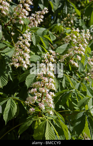 Spring blossoms on trees in garden horse chestnut conker Stock Photo