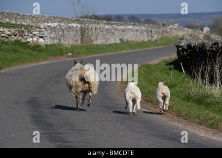 ewe and two lambs running down a road in the derbyshire dales peak district national park england uk Stock Photo