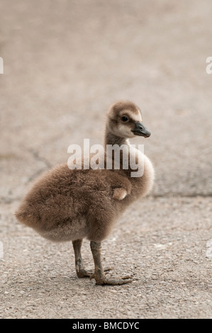 Nene or Hawaiian Goose gosling, Branta sandvicensis, at Slimbridge WWT in Gloucestershire, United Kingdom Stock Photo