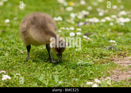 Greylag Goose gosling, Anser anser, at Slimbridge WWT in Gloucestershire, United Kingdom Stock Photo