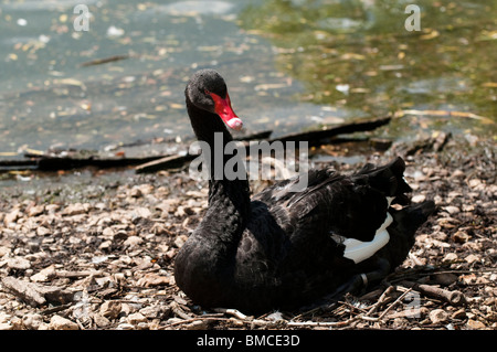 Black Swan, Cygnus atratus, at Slimbridge WWT in Gloucestershire, England Stock Photo