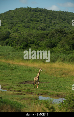 The Hluhluwe Umfolozi Game Park, KwaZulu Natal, South Africa Stock ...