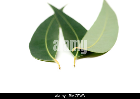 Close-up of eucalyptus leaves on white background Stock Photo