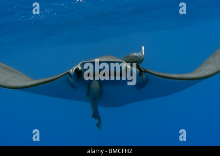 Devil ray, Mobula tarapacana, and remoras, Remora remora, St. Peter and St. Paul's rocks, Brazil, Atlantic Ocean  Stock Photo