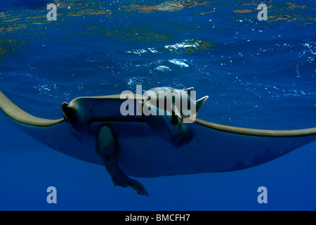 Devil ray, Mobula tarapacana, and remoras, Remora remora, St. Peter and St. Paul's rocks, Brazil, Atlantic Ocean  Stock Photo