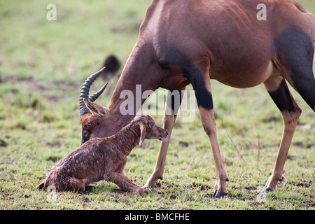 Mother animal mum Topi Damaliscus lunatus, cleans newborn baby calf encouraging it to stand close up photograph green Savanna Masai Mara Kenya Africa Stock Photo