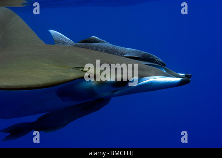 Devil ray, Mobula tarapacana, and remoras, Remora remora, St. Peter and St. Paul's rocks, Brazil, Atlantic Ocean  Stock Photo