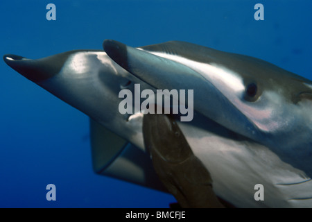 Mobula or devil ray, Mobula tarapacana, and remora, Remora remora, St. Peter and St. Paul's rocks, Brazil, Atlantic Ocean  Stock Photo