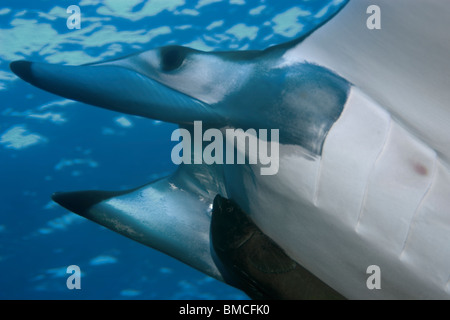 Mobula or devil ray, Mobula tarapacana, and remora, Remora remora, St. Peter and St. Paul's rocks, Brazil, Atlantic Ocean  Stock Photo