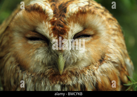 Sleepy wild Eurasian Tawny Owl (Strix aluco) Stock Photo