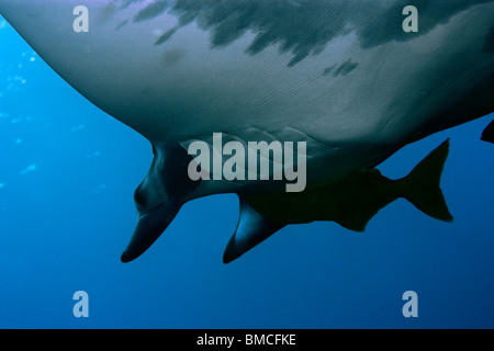 Mobula or devil ray, Mobula tarapacana, and remora, Remora remora, St. Peter and St. Paul's rocks, Brazil, Atlantic Ocean  Stock Photo