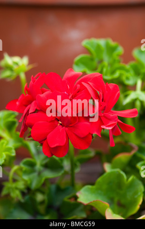 Geranium Ivy Ruben in flower in spring Stock Photo