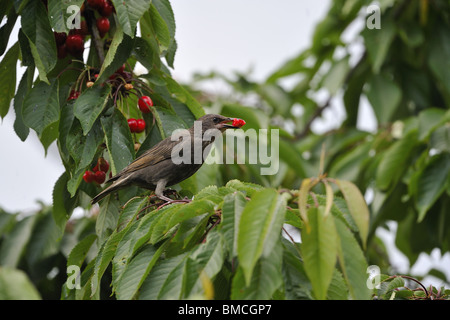 Immature starling (Sturnus vulgaris) eating cherries on the tree in summer Stock Photo