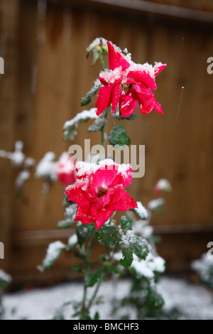 Rose Covered in Snow, Houston, Texas, USA Stock Photo