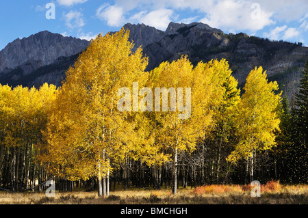 Aspen Trees in Autumn, Banff National Park, Alberta, Canada Stock Photo