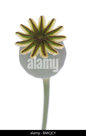 Poppy Seed head on White Background Stock Photo