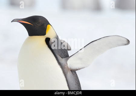 Portrait of Emperor Penguin, Snow Hill Island, Antarctica Stock Photo