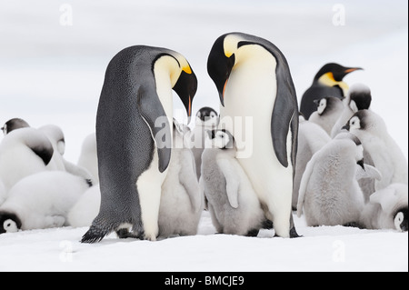 Emperor Penguins, Snow Hill Island, Antarctica Stock Photo