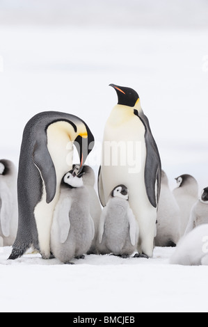 Emperor Penguins, Snow Hill Island, Antarctica Stock Photo