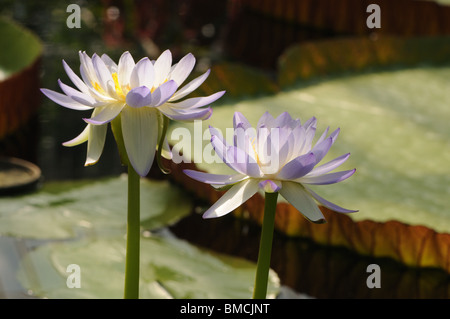 Nymphaea violacea – Blue Lily