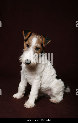 Foxterrier Welpe / Foxterrier Puppy Stock Photo