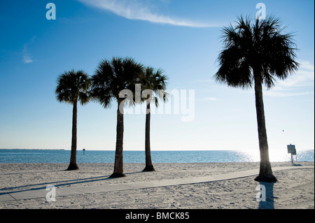 Palm Trees on Beach, Hernando Beach, Florida, USA Stock Photo