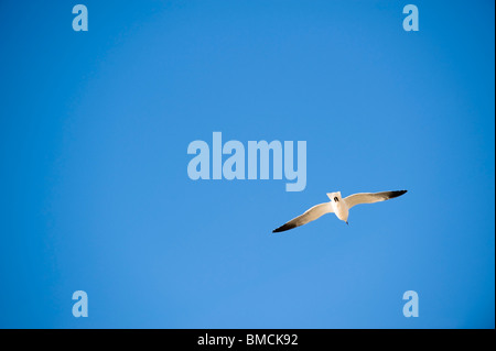Seagull in Flight, Hernando Beach, Florida, USA Stock Photo
