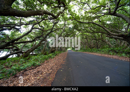 Tree Lined Road, Hawaii, USA Stock Photo