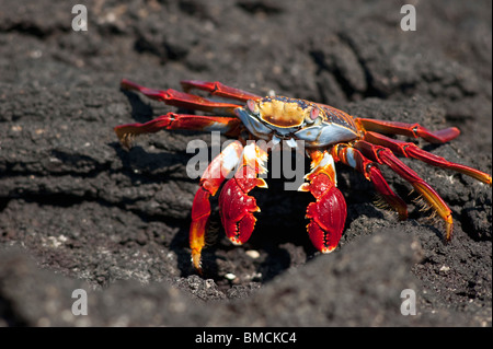 Sally Lightfoot Crab, Galapagos Islands, Ecuador Stock Photo
