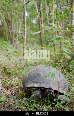 Galapagos Giant Tortoise, Santa Cruz Island, Galapagos Islands, Ecuador Stock Photo