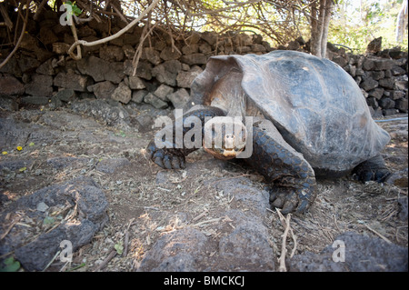 Galapagos Giant Tortoise, Isla Espanola, Galapagos Islands, Ecuador Stock Photo