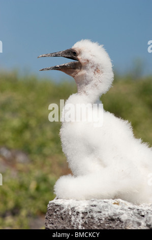 Masked Booby Chick, Isla Espanola, Galapagos Islands, Ecuador Stock Photo