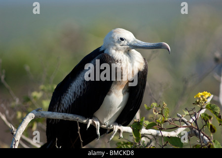 Young Magnificent Frigate Bird, Genovesa Island, Galapagos Islands, Ecuador Stock Photo