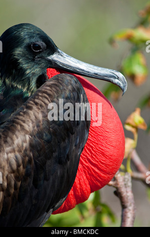 Magnificent Frigate Bird, Genovesa Island, Galapagos Islands Stock Photo