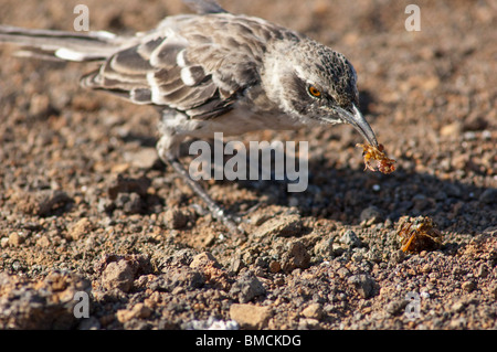 Galapagos Mockingbird, Genovesa Island, Galapagos Islands, Ecuador Stock Photo