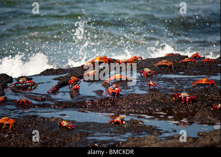 Sally Lightfoot Crabs, Galapagos Islands, Ecuador Stock Photo