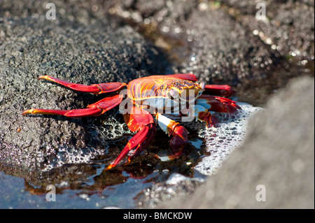 Sally Lightfoot Crab, Galapagos Islands, Ecuador Stock Photo