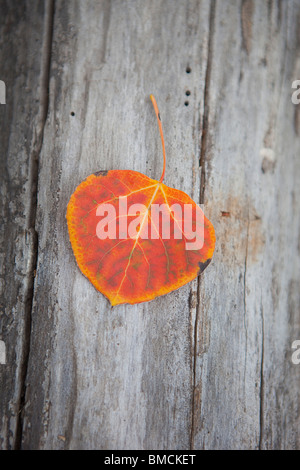 Close-up of Fall Leaf on Log, Oregon, USA Stock Photo