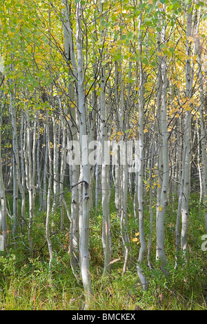 Grove of Aspen Trees in Early Autumn, Oregon, USA Stock Photo