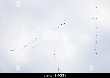 Geese Flying in V-Formation, Migrating South for Winter, Oregon, USA Stock Photo