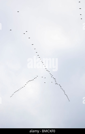 Geese Flying in V-Formation, Migrating South for Winter, Oregon, USA Stock Photo