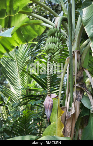 Banana Flower and Bananas Growing on a Tree, India Stock Photo