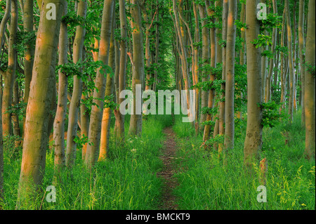 Forest Path, Ruegen Island, Ruegen District, Mecklenburg, Mecklenburg-Vorpommern, Germany Stock Photo