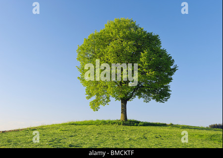 Lime Tree, Bavaria, Germany, Europe Stock Photo