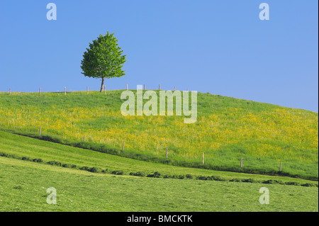 Lime Tree, Bavaria, Germany, Europe Stock Photo