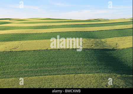 Fields, Palouse Region, Palouse, Whitman County, Washington State, USA Stock Photo