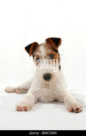 Foxterrier Welpe / Foxterrier Puppy Stock Photo