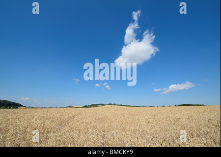 Rye Field, Franconia, Bavaria, Germany Stock Photo
